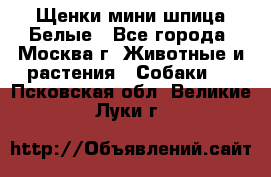 Щенки мини шпица Белые - Все города, Москва г. Животные и растения » Собаки   . Псковская обл.,Великие Луки г.